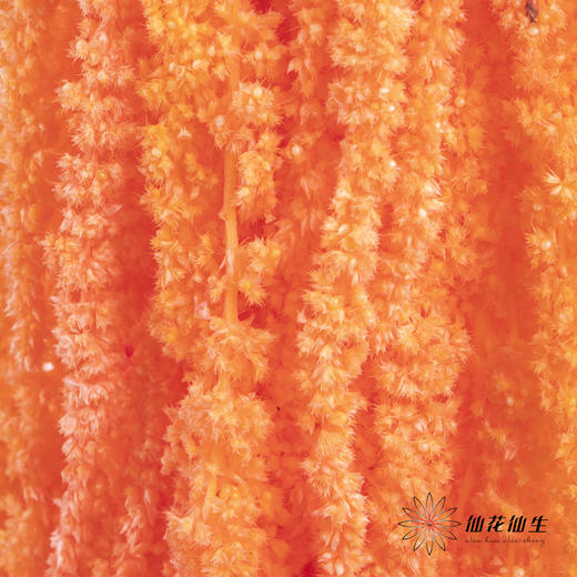 永生花材 ｜ 吊米三文鱼 商品图1