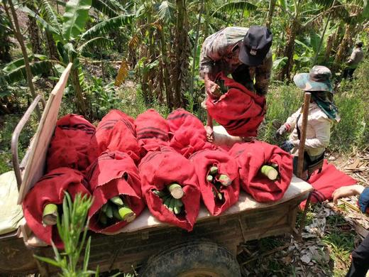 生态芭蕉/约5斤冬季可能有硬心不售后，介意勿拍 商品图3