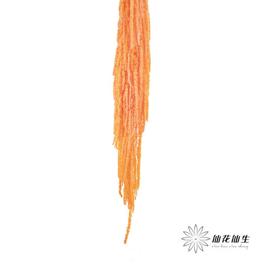 永生花材 ｜ 吊米三文鱼 商品图2