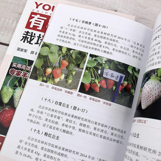 有机草莓栽培实用技术 第二版 有机草莓栽培技术入门 大棚温室科学种植养殖草莓教程 有机草莓生产过程病虫害防治书草莓高产栽培书 商品图4