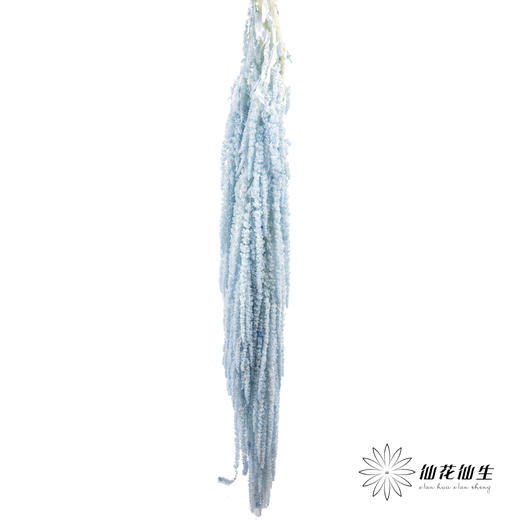 永生花材 ｜ 吊米海盐蓝 商品图4