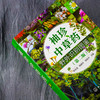 袖珍中草药野外识别图鉴 第二版 药用植物鉴别中国植物志 中华本草 中医药医师研究人员学生中草药爱好者参考工具书  中草药口袋书 商品缩略图2
