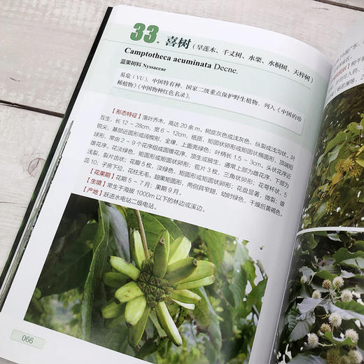 翁源青云山珍稀植物 青云山野生珍稀植物76种 图片清晰 介绍植物濒临程度 植物保护等级 地理分布 珍稀动物管理人员应用技术书籍 商品图4
