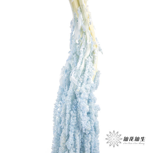永生花材 ｜ 吊米海盐蓝 商品图3