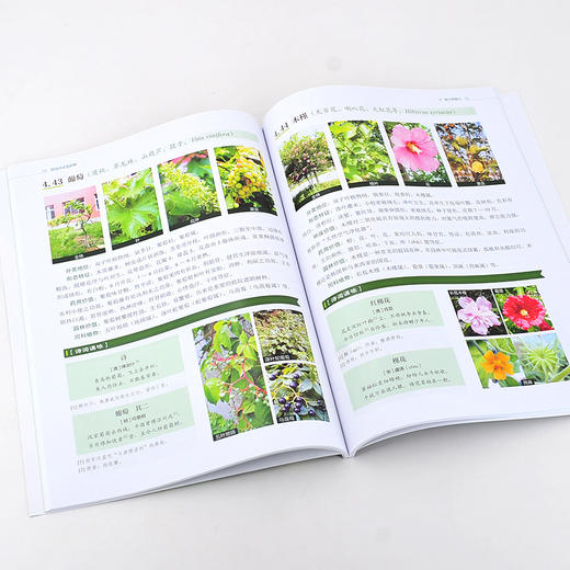 图说诗话鉴植物 植物图鉴 古诗词 辨识植物 植物的药用价值 植物环保价值 园林绿化设计栽培欣赏 同类或易混植物区别 植物学书籍 商品图3