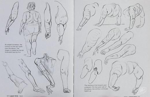 预售 【中商原版】Morpho: Fat and Skin Folds 进口艺术 形态:脂肪和皮肤褶皱 商品图4