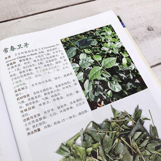 新编中草药彩色图谱 第三版 中草药图谱大全 常用中草药手册 中草药图谱随手查中药材识别入门常用中草药彩色图谱常见药用植物大全 商品图3