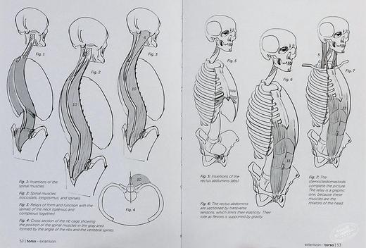 【中商原版】Morpho: Joint Forms and Muscular Functions 进口艺术 形态: 关节形式和肌肉功能 商品图4