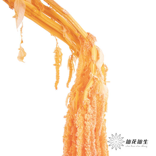 永生花材 ｜ 吊米三文鱼 商品图3