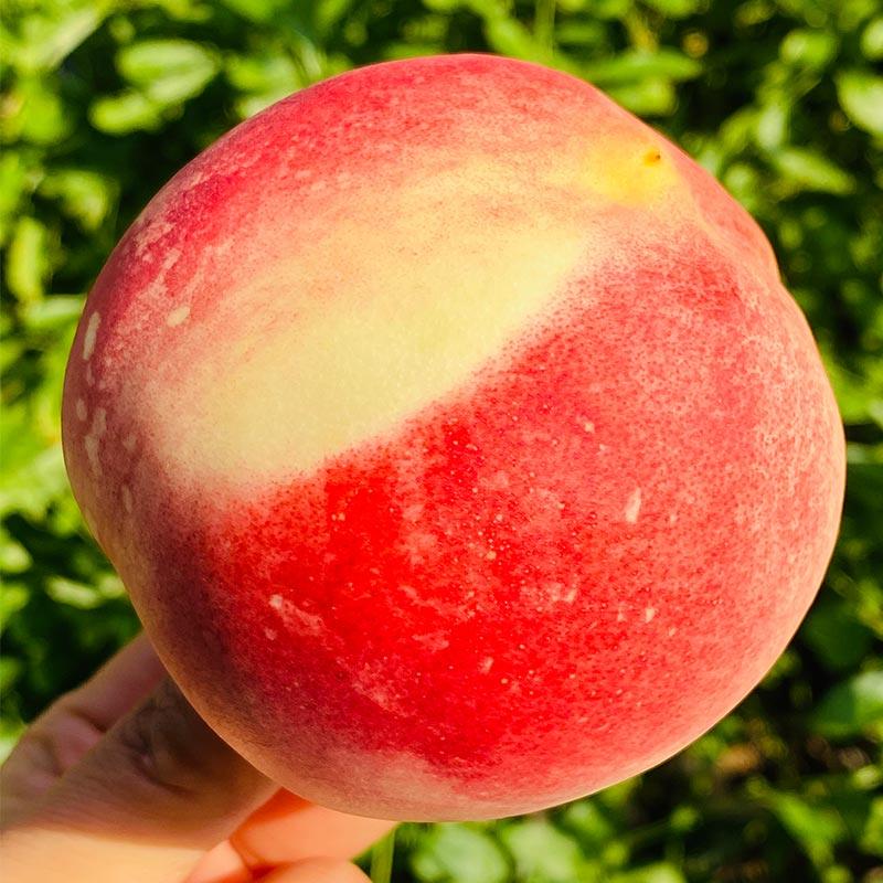 屿田有机雪山翠桃 | 雪山蜜桃上市了,生长于3000米原生态高原地区