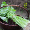 芹菜（400g）【老品种芹菜】因季节原因，不用化肥的叶菜会略带苦味哦！ 商品缩略图0