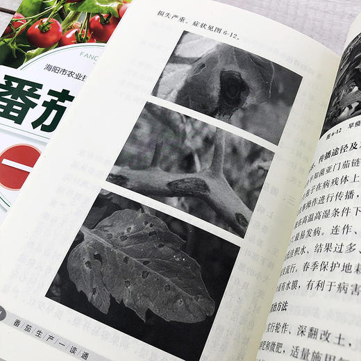 番茄生产一读通 西红柿优质栽培技术 番茄露地栽培番茄高效种植管理 番茄病虫害防治技术 专业菜农植保人员蔬菜企业技术人员参考书 商品图4