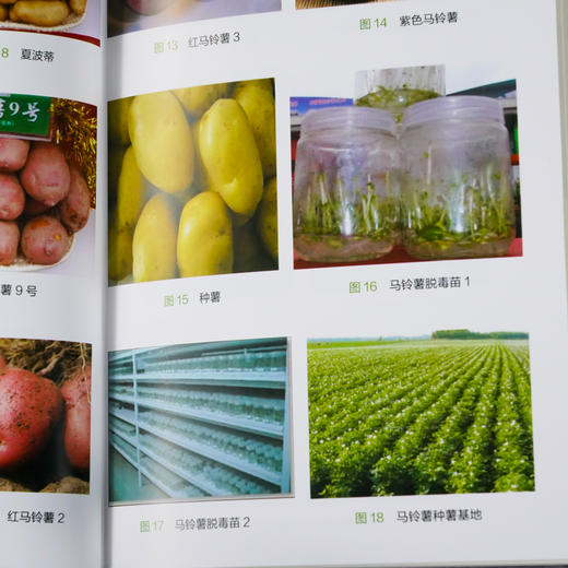 正版 马铃薯高产栽培关键技术问答 马铃薯高产栽培技马铃薯病虫害诊断防治技术蔬菜种植植保书 企业技术人员农技新型农民阅参考书 商品图5