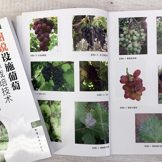 图说设施葡萄高效生态栽培技术 葡萄高效栽培技术 葡萄栽培设施建设 葡萄生物学特性 葡萄苗木培育设施葡萄生态栽培技术应用书籍 商品图4