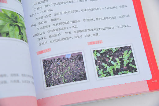 家庭阳台轻松种菜 48种常见蔬菜混种方案 简单轻松不易失败阳台种菜书蔬菜种植书 绿色蔬菜种植技术大全 家庭阳台盆景蔬菜栽培书籍 商品图3