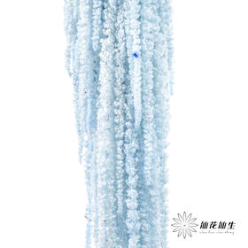 永生花材 ｜ 吊米海盐蓝
