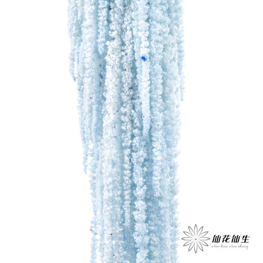 永生花材 ｜ 吊米海盐蓝 商品图0