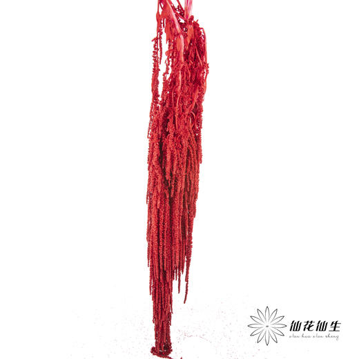 永生花材 ｜ 吊米红水晶 商品图4