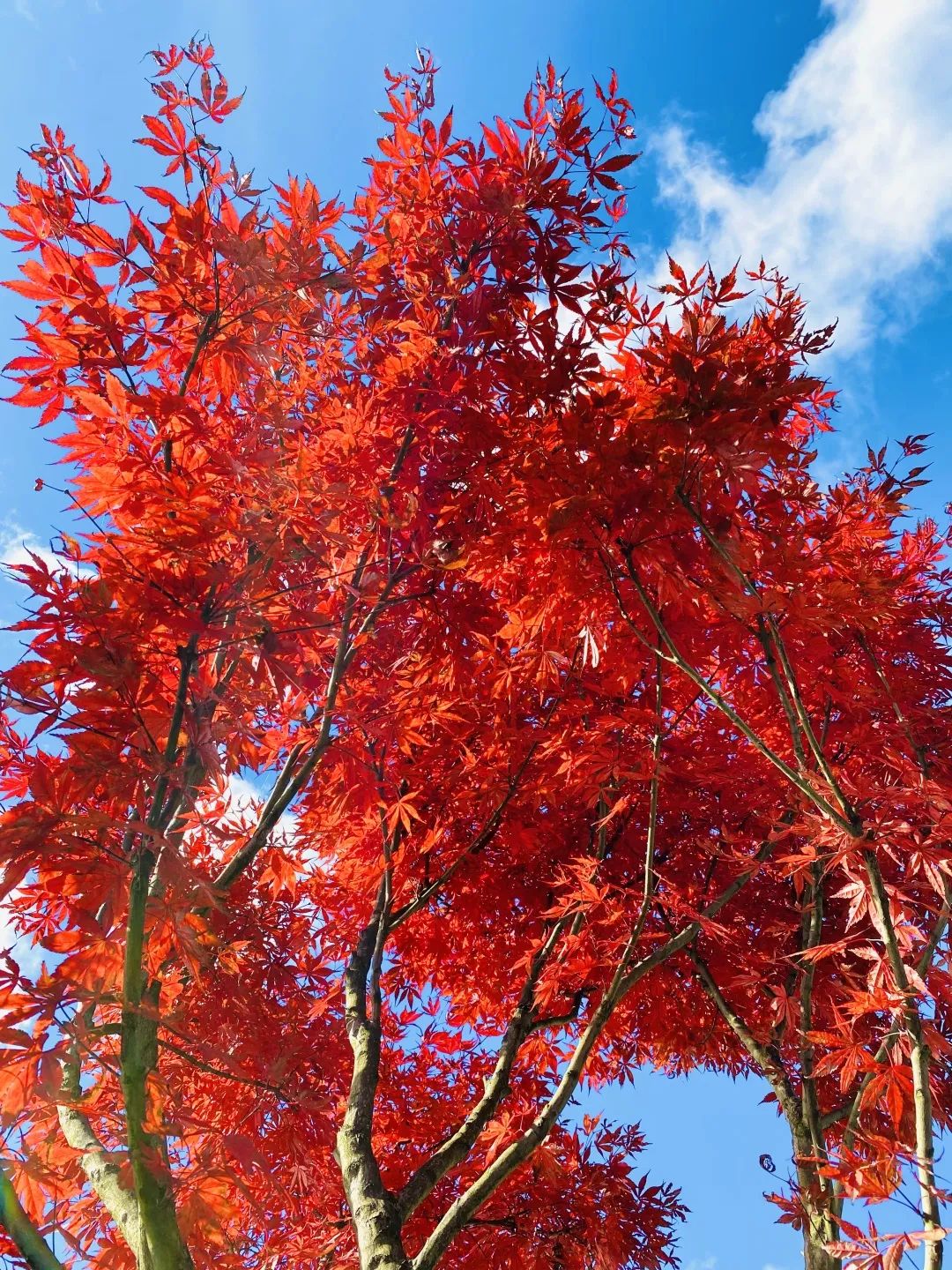穿梭在树林里,各色的枫叶勾勒出明朗的油彩画,将动人的秋色尽收眼底