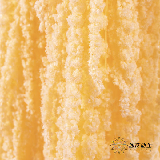 永生花材 ｜ 吊米橘子汽水 商品图1