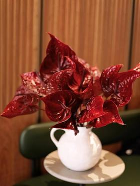 【周四团购】荷冠尼诺复古红掌69.8元 2人拼团