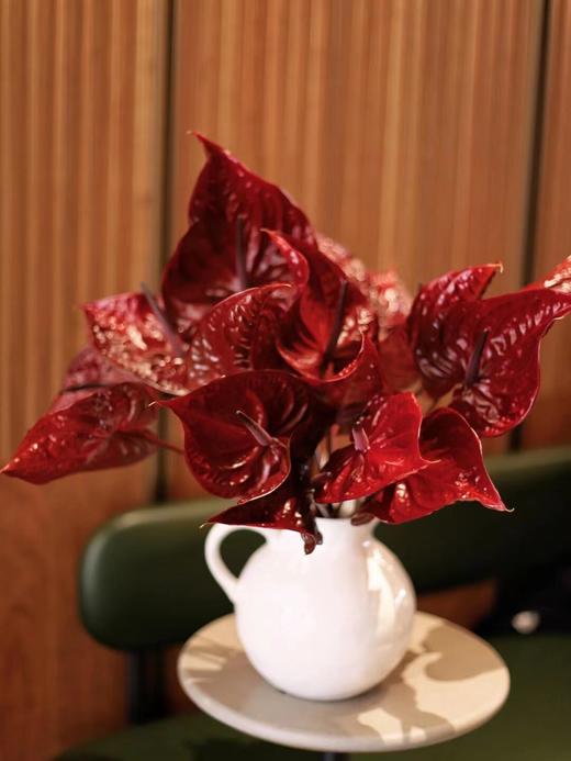 【周四团购】荷冠尼诺复古红掌69.8元 2人拼团 商品图0