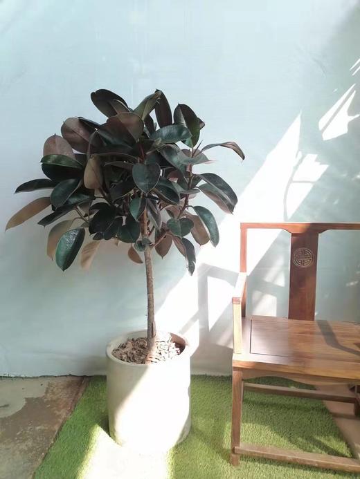 圆水泥盆—橡皮榕 商品图2