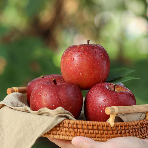 【大凉山冰糖心丑苹果】 5斤左右 离太阳最近的大凉山，国家地理标志产品，外表虽丑内心甜，脆爽多汁，不打蜡不催熟 商品图6