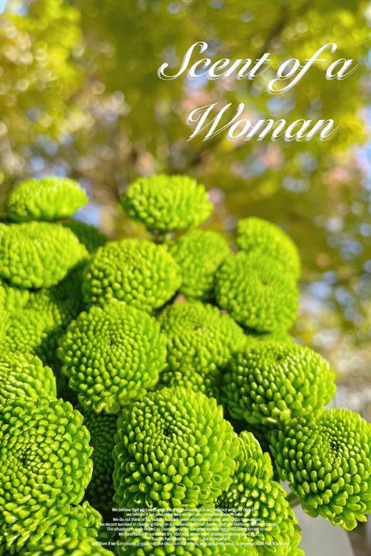 小菊 | 纽扣菊绿色 商品图1