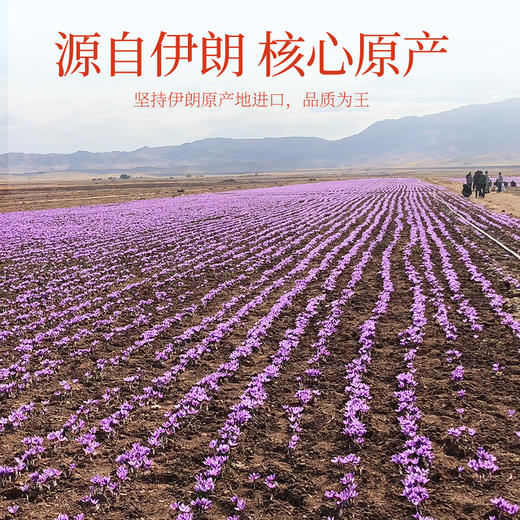 【杞里香9g藏红花礼盒3g*3瓶】伊朗藏红花全红长丝龙头凤尾 商品图5