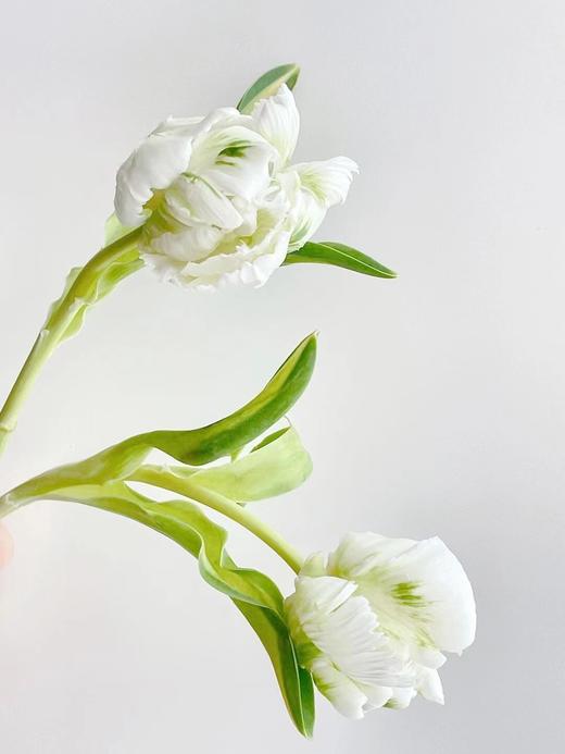 【周四团购】白鹦哥郁金香69.8元  2人拼团 商品图1