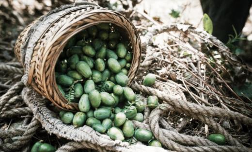 【深入诸暨承包千年古树 】 浙江诸暨千年古树香榧子 2022新产季 时间醇厚滋味 商品图8