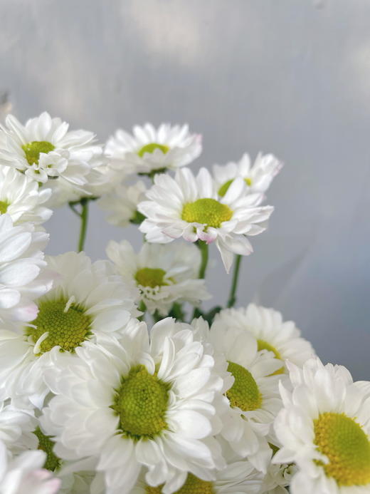 小菊 ｜ 凯蒂 商品图2