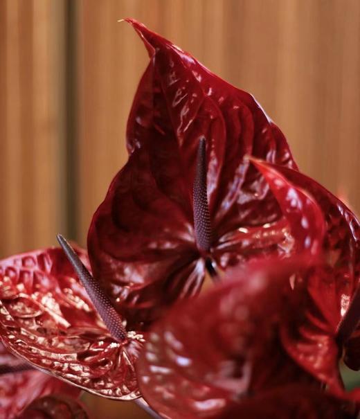 【周四团购】荷冠尼诺复古红掌69.8元 2人拼团 商品图1