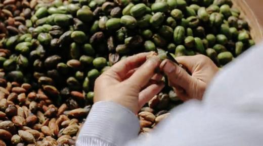 【深入诸暨承包千年古树 】 浙江诸暨千年古树香榧子 2022新产季 时间醇厚滋味 商品图4