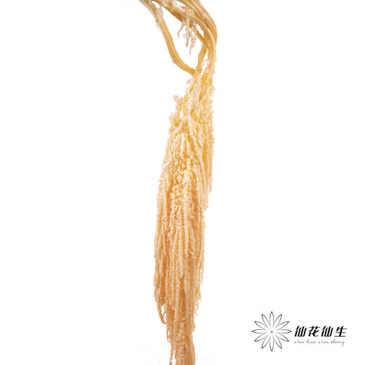 永生花材 ｜ 吊米橘子汽水 商品图4