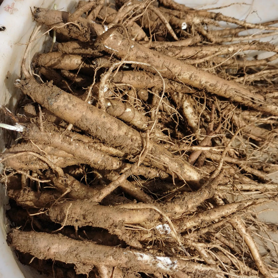 大凉山会理 绿色健康 软糯甜 鲜当归