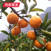 【包邮直发】涌泉高山蜜桔 约10斤/箱（单果约70-80mm） 商品缩略图2