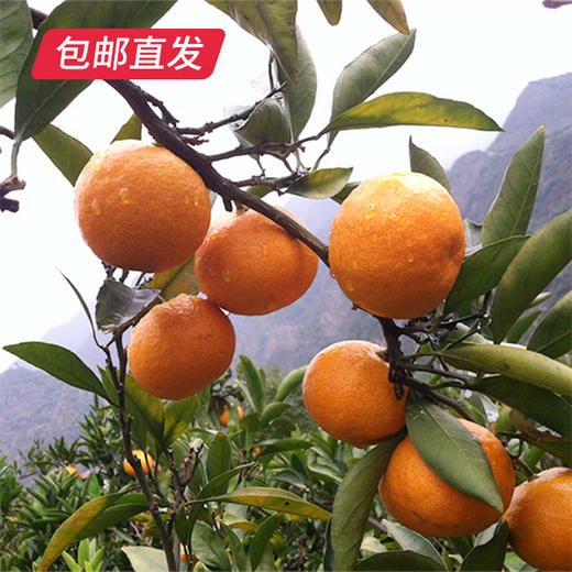 【包邮直发】涌泉高山蜜桔 约10斤/箱（单果约70-80mm） 商品图2