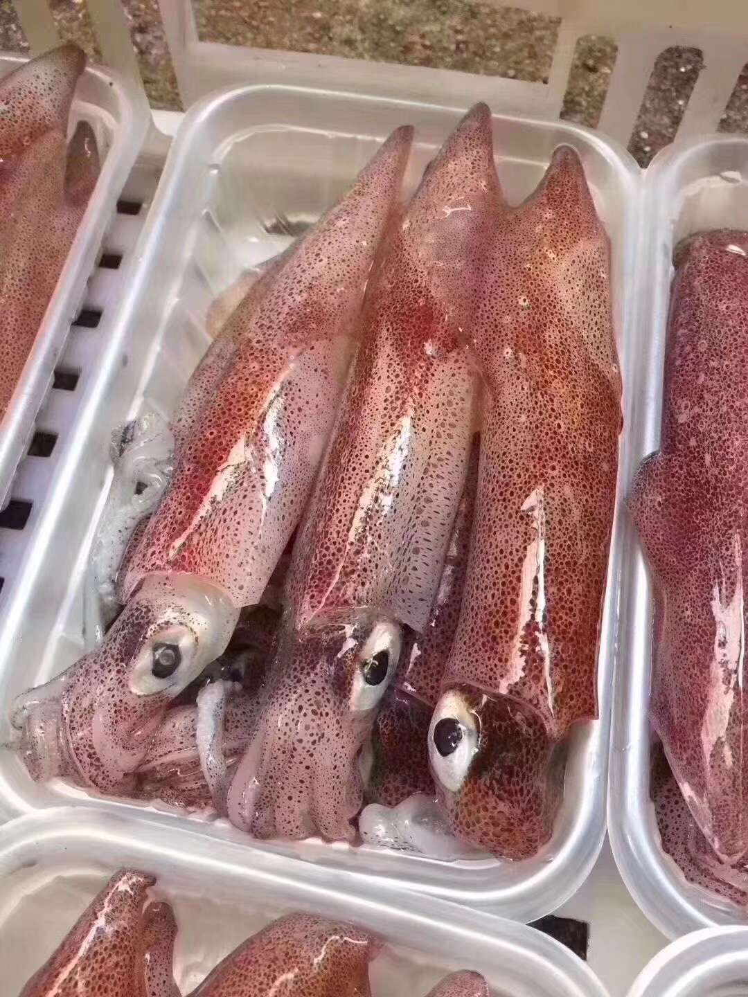 〔象山码头直发包邮17〕冻小管