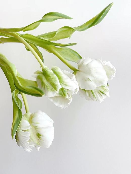 【周四团购】白鹦哥郁金香69.8元  2人拼团 商品图0