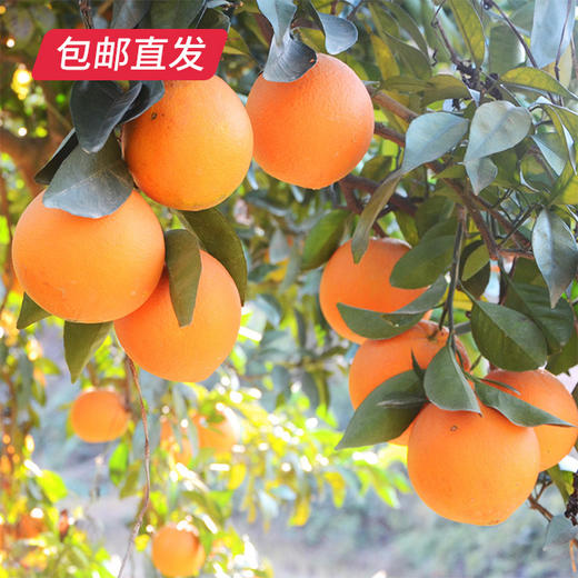 【包邮直发】赣南橙精品装 约10斤/箱（单果约75-85mm） 商品图2