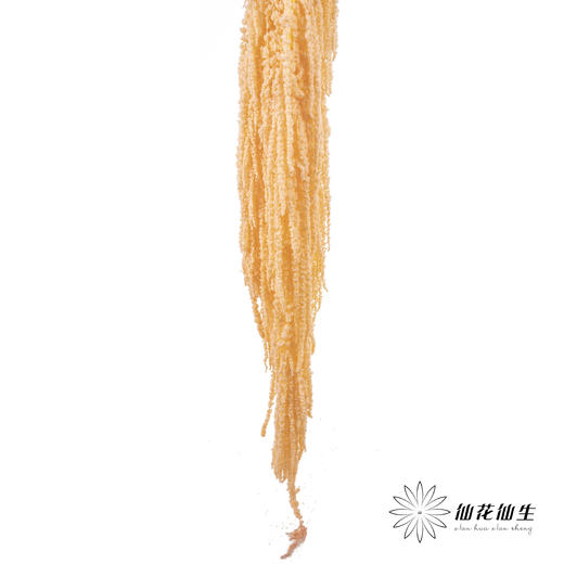 永生花材 ｜ 吊米橘子汽水 商品图3