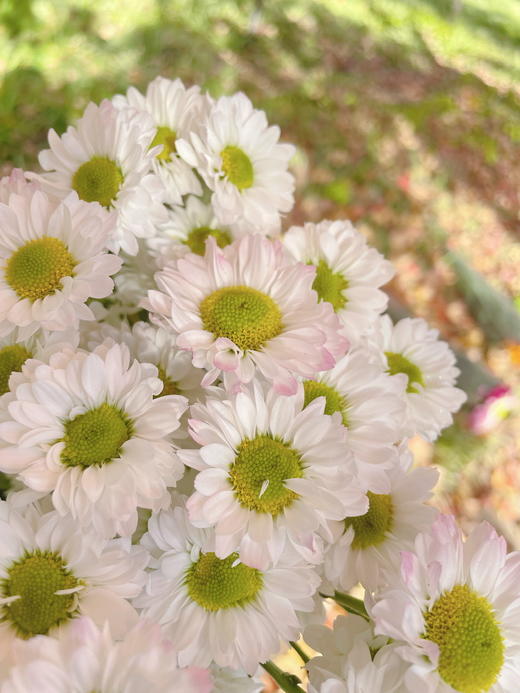 小菊 ｜ 凯蒂 商品图1