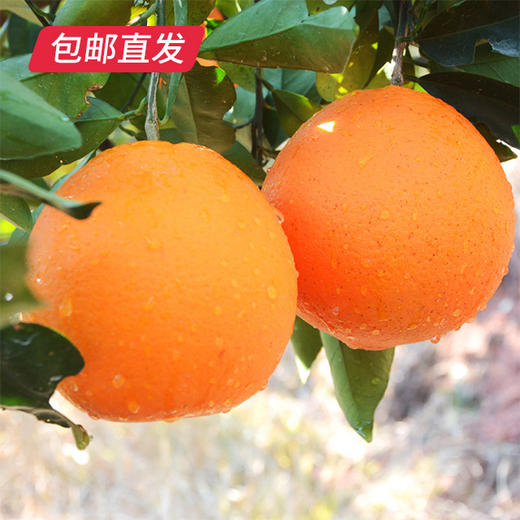 【包邮直发】赣南橙精品装 约10斤/箱（单果约75-85mm） 商品图1