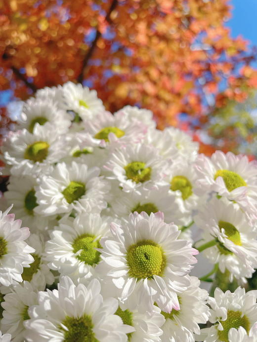 小菊 ｜ 凯蒂 商品图0