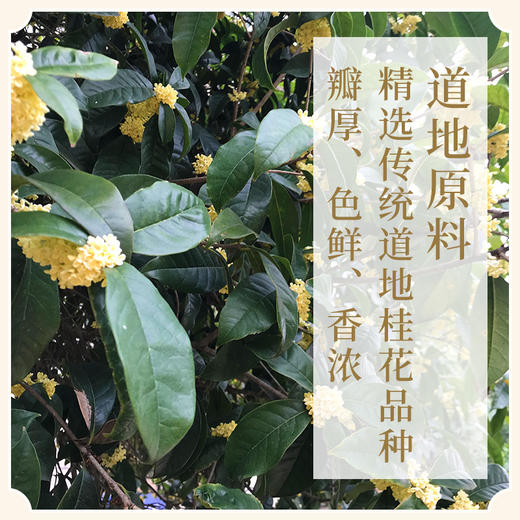 【天香】无熏硫干桂花 道地产区 手工精选 清新口气 不添加防腐剂 商品图1