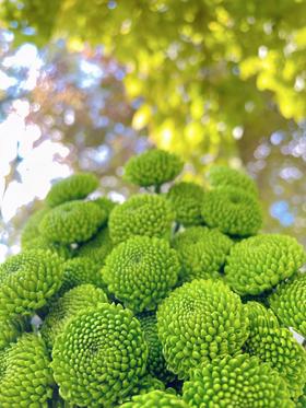 小菊 | 纽扣菊绿色