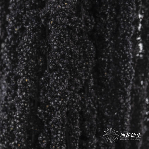 永生花材 ｜ 吊米黑珍珠 商品图1