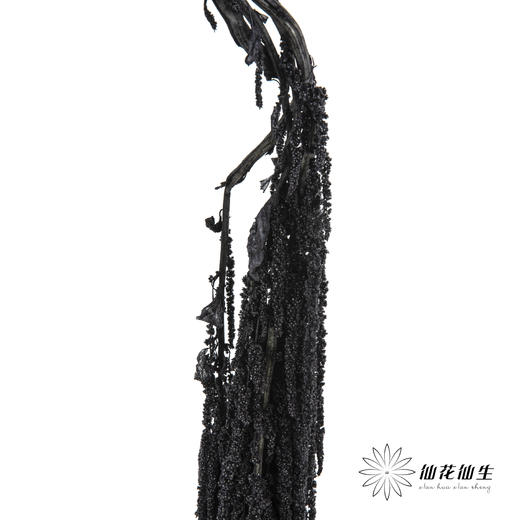 永生花材 ｜ 吊米黑珍珠 商品图2